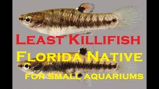 Least Killifish (Heterandria formosa) World's smallest livebearer Florida native for small aquariums