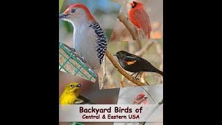 Identify Your Common Backyard Birds (Central & Eastern USA)