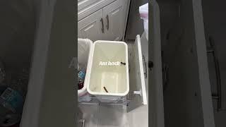 #ants #anthack #trashcan #cinnamon #repellent #bugs #bugrepellent #trash