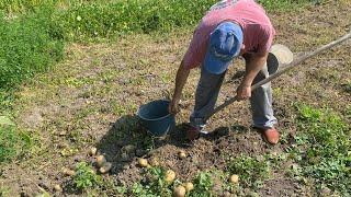 Які прогнози на урожай картоплі ..??  Викопали ранню бараболю..