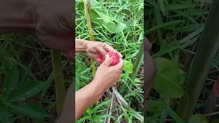 mustika merah delima di dalam buah kecomrang #pusaka #bambupetuk #kreatif #news #viral