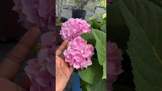 #beautiful Hydrangea flowers#      #home garden #nature#Hydrangea#