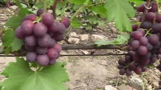 Сорт винограду "Нина" - сезон 2022 # Grape variety "Nyna" - season 2022