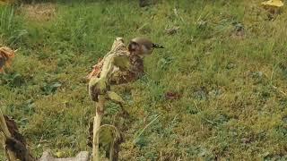 The song of the female was carduelis to stimulate the male. And make him sing non-stop.