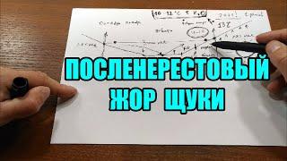 Посленерестовый жор щуки. Когда будет клевать щука весной?