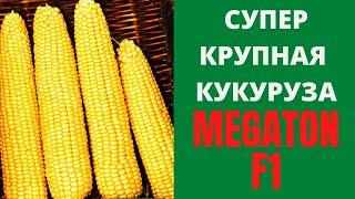 БОМБИЧЕСКАЯ КУКУРУЗА MEGATON F1