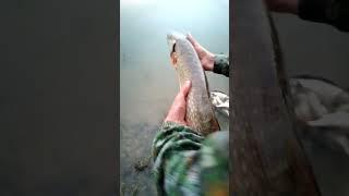 А вы отпускаете?  #рыбалка #рыбалканаозере #рыбалканафидер #fishing #рыба #весенняяохота #карп