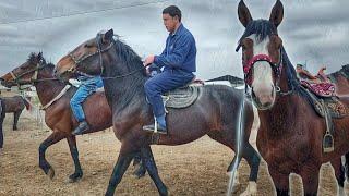 НАМАНГАН ШОХИДОН ОТ БОЗОРИДА КАТТА ОТЛАР...2024.04.16.продпю лошады.Horsemarketin(Mus Tv)