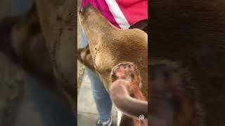 Wild sika deer roam free in Nara Park, Japan, creating heartwarming scenes
