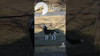 Teton's Inner Wolf   #Husky #siberianhusky #howling #talkinghusky #dog