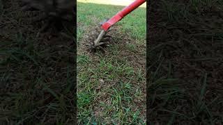 Get The Fastest Grass Seed Germination #grass #lawn #seeds #fall #renovation #lawncare