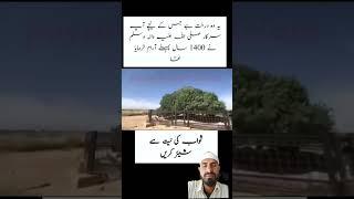 sahabi Dard mereNabi#Islamic#reaction#shorts#mereNabi#beautiful#Islamic#reelsvideos