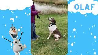 OLAF- Adoptable dog here at Tails Humane Society in Dekalb