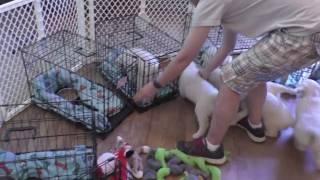 Puppies Eating in Crates at Summer Brook Acres English Golden Retrievers