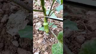 Do you keep the very first fruit of the eggplant? #smartfarming #gardeningtips #farmingtips