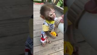 #monkey #animals #monkeybaby #monkeypika #babycute #cutebaby #animal #baby #monkeys #asmr