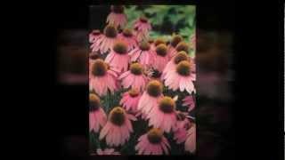 Plant Delights Nursery Offers High Quality Perennials for Sale