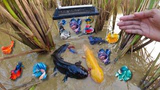 Found Dinosaur Fish Found And Catch Gecko Fish And Alot Betta Fish In The Rice Field In New Summer