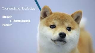 Mame Shiba Inu Wonderland  Dlafettee Win PUPPYBIS