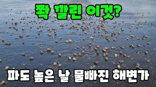 파도 쓰나미 바람부는 해변에 가면 이것이 바글 바글?