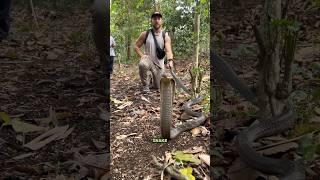 Massive King Cobra is NOT Happy