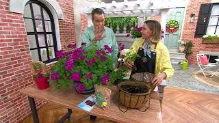 Roberta's 4pc Calliope Cascade Violet Geranium Plants on QVC