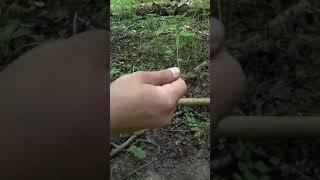 Что можно найти в лесу с металлоискателем!Shorts