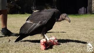 Hope the California Condor's Bird Show Debut at the L.A. Zoo