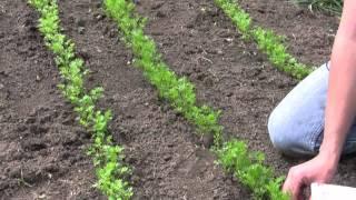 How to Grow and Sow Carrots from Seed - Gurney's Video