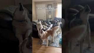 Fark OFF Karen, make up your mind  #shorts #shortsvideo #husky #howlingdog #funnydog #dogs #howl