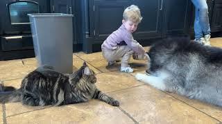 Adorable baby Boy Feeds All Of His Furry Friends!! (He's So Cute!!)