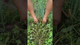 Hand pulling onion process
