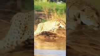 The True King of the Jungle: The Jaguar