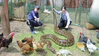 Shocking! Brave Hunter Catches Giant Venomous Snake Rescues Hundreds of Ducks on Farm | Lý Thị Hoa