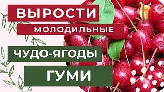 МОЛОДИЛЬНЫЕ ЧУДО-ЯГОДЫ ГУМИ || Как посадить? || Жемчужина Китая