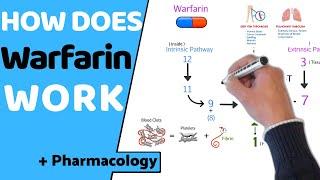 How does Warfarin Work? (+ Pharmacology)