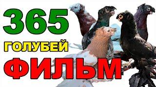 ФИЛЬМ 365 ДНЕЙ МЫ ГОЛУБЕВОДЫ. Узбекские двухчубые голуби. Tauben. Pigeons