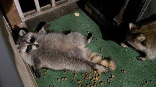 Lazy raccoon