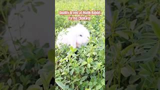 quality Breed at Malik Rabbit Farms Chakwal