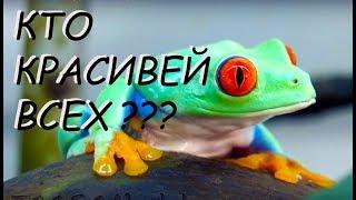 Топ 10 - самые красивые лягушки