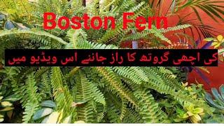 How to grow fern bushy faster|stop killing your Boston fern!