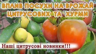 Вплив посухи на врожай цитрусових та хурми. Наші цитрусові новинки