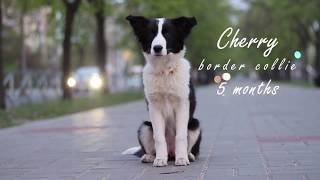 Cherry Border Collie - 5 months