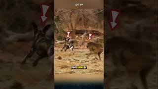 The battle between wild dogs and baboons. #wilddog #baboon #animals