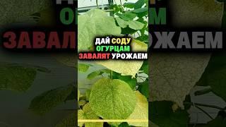 Дай соду огурцам завалят урожаем #дача #секреты #огород #сад #урожай #огурцы #сода