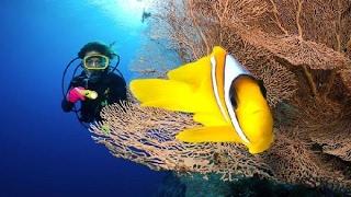 Diving Egypt Red Sea | Underwater Video