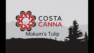 Mokums Tulip Unboxing