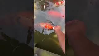 Attention! Koi fish can also bite! Children, never feed them! #koi #fish #freshwater #goldfish