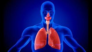 Respiratory System I Animated  I  Grade 9 - Q1 l PART 1