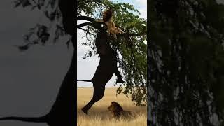 사자를 쫓는 코끼리! 나무에 매달렸다?ㅣElephant Hangs Onto Tree with Trunk to Reach Lion!) #elephant #lion #wildlife